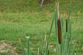 Photography of  bulrush, reedmace, reed,ÃÂ cattail, Typha latifolia Royalty Free Stock Photo